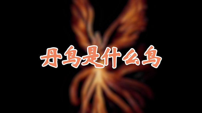 丹鸟是什么鸟
