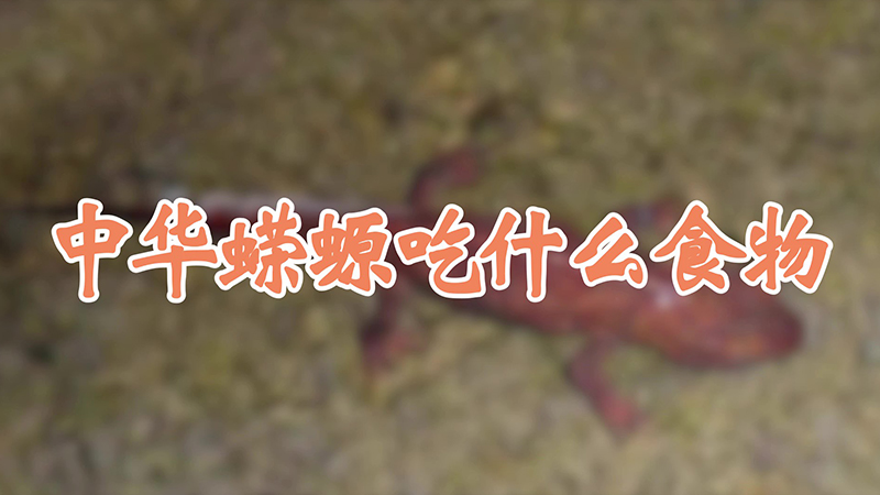 中华蝾螈吃什么食物