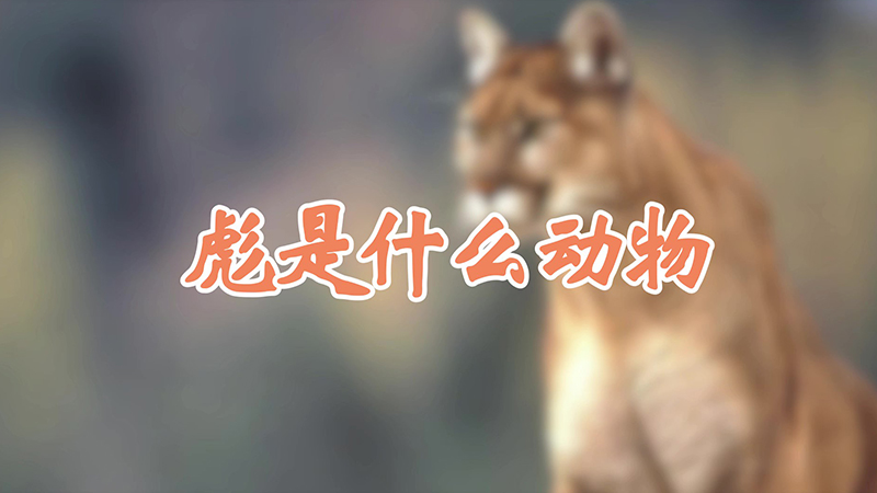 彪是什么动物