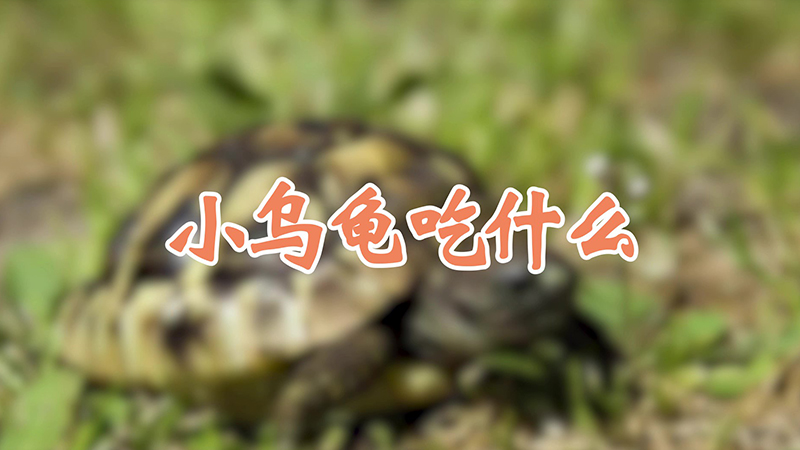 小乌龟吃什么