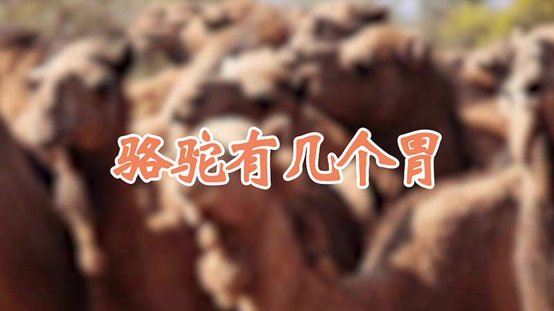 骆驼有几个胃
