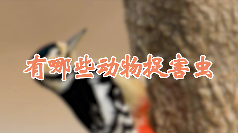 有哪些动物捉害虫