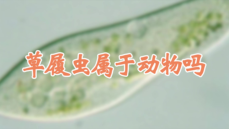草履虫属于动物吗