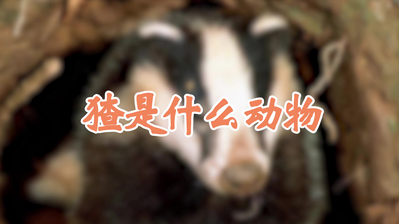 猹是什么动物