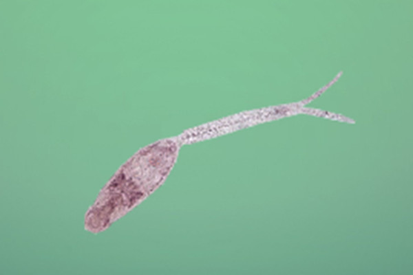 吸虫是什么虫