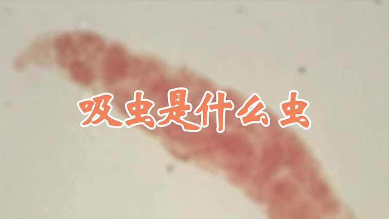 吸虫是什么虫