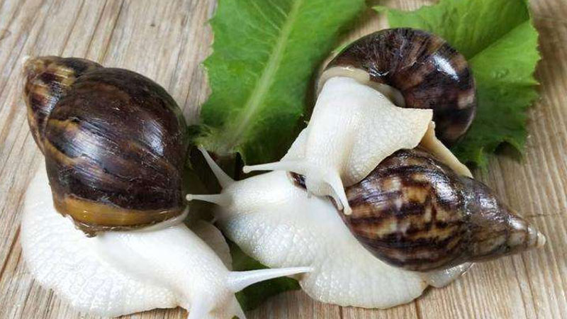 蜗牛的习性