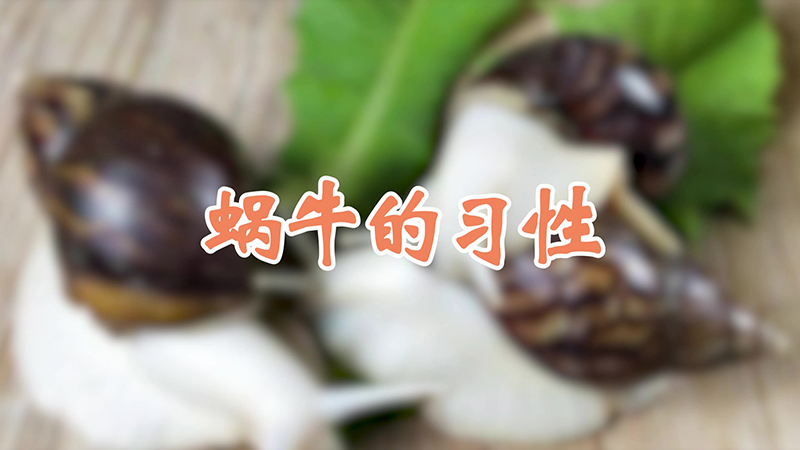 蜗牛的习性