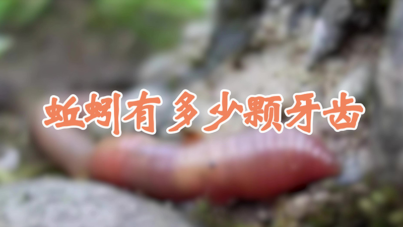 蚯蚓有多少颗牙齿