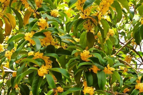 家里种桂花树吉利吗 家中种桂花吉不吉利