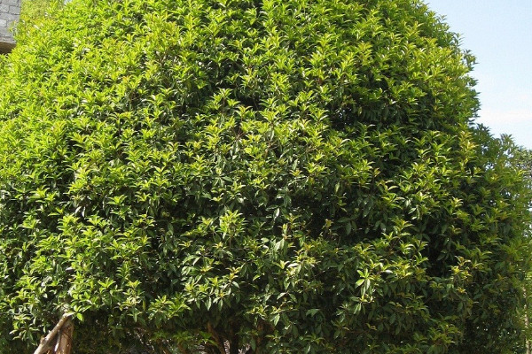 家里种桂花树吉利吗 家中种桂花吉不吉利