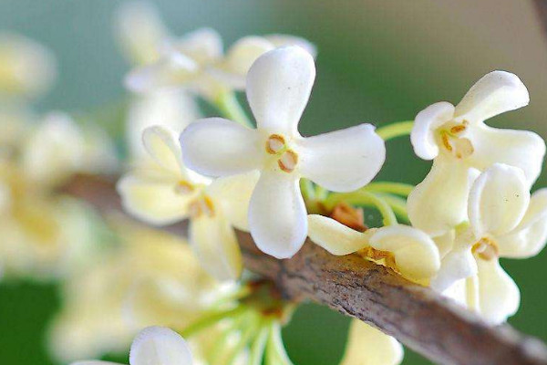 家里种桂花树吉利吗 家中种桂花吉不吉利