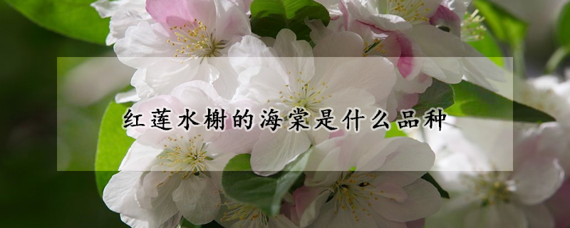 红莲水榭的海棠是什么品种