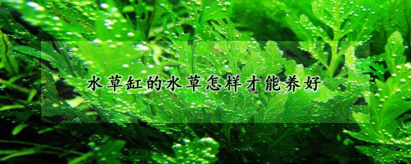 水草缸的水草怎样才能养好