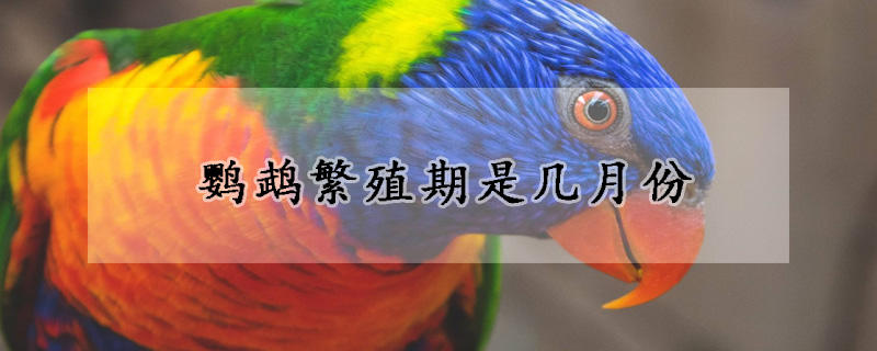 鹦鹉繁殖期是几月份