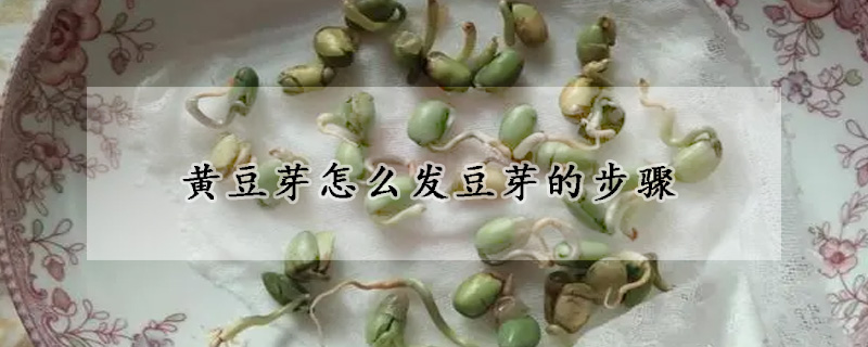 黄豆芽怎么发豆芽的步骤