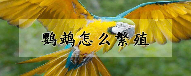 鹦鹉怎么繁殖
