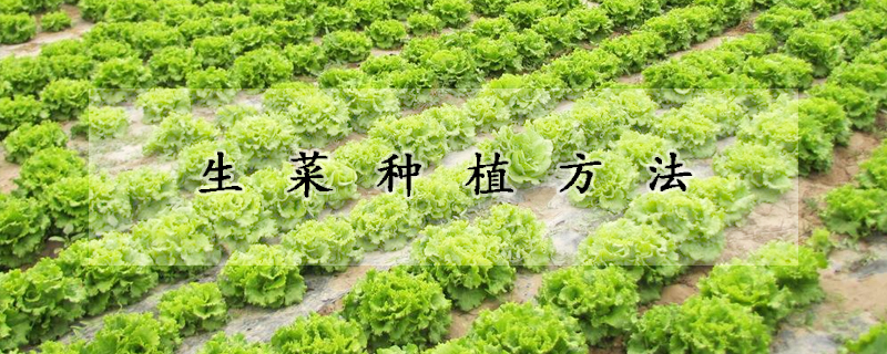 生菜种植方法