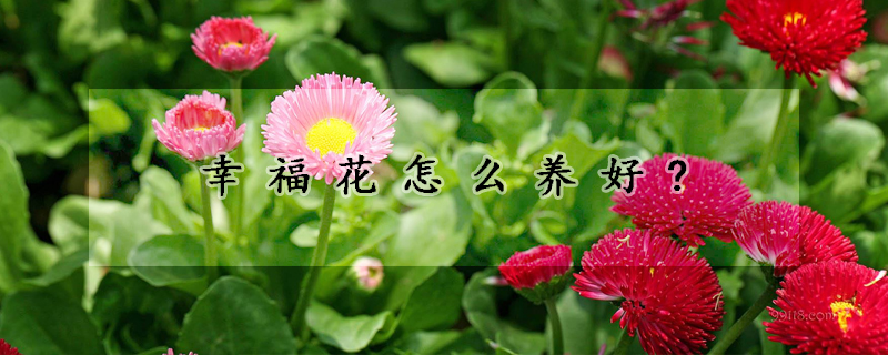 幸福花怎么养好?