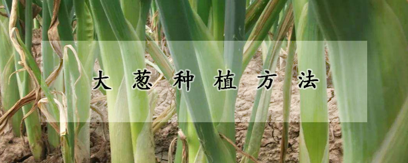 大葱种植方法