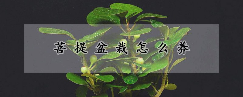 菩提盆栽怎么养