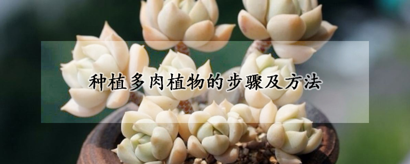 种植多肉植物的步骤及方法