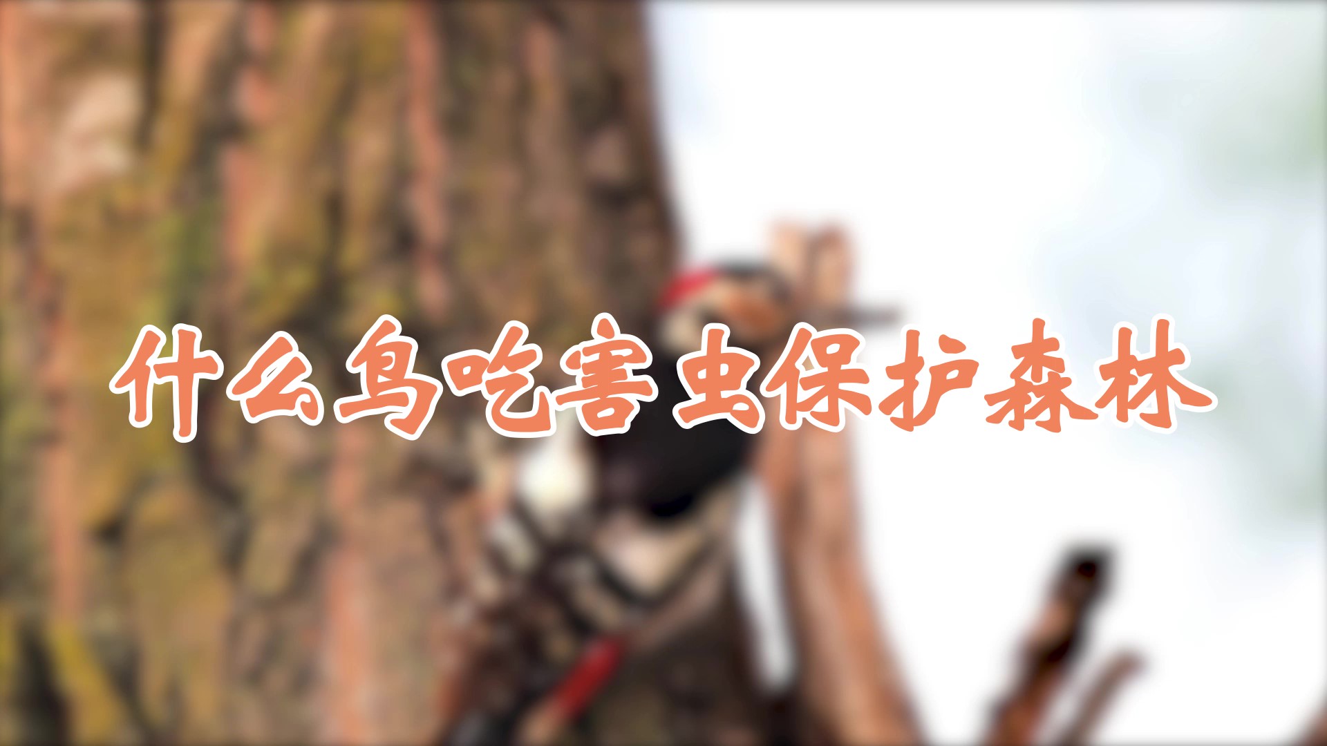 什么鸟吃害虫保护森林