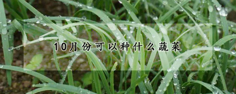 10月份可以种什么蔬菜