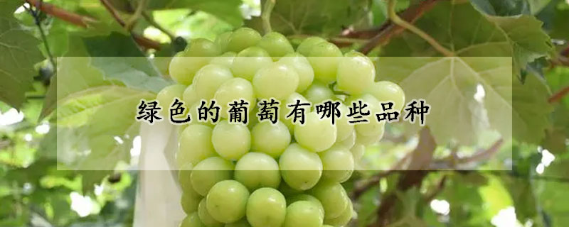绿色的葡萄有哪些种类 —【发财农业网】