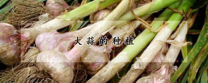 大蒜的种植