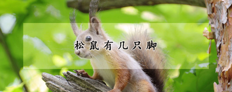 松鼠有几只脚