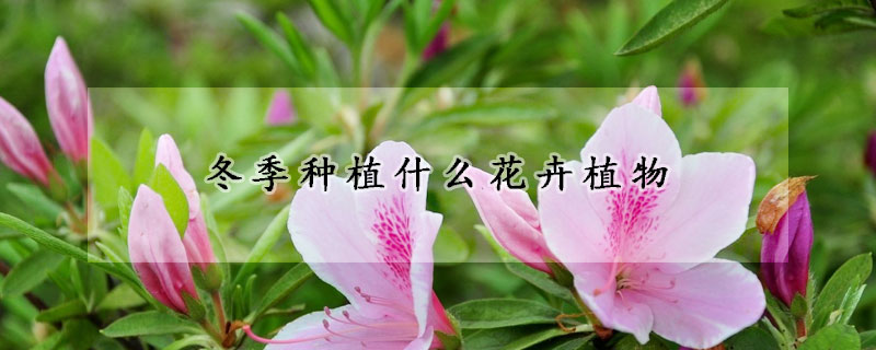 冬季种植什么花卉植物
