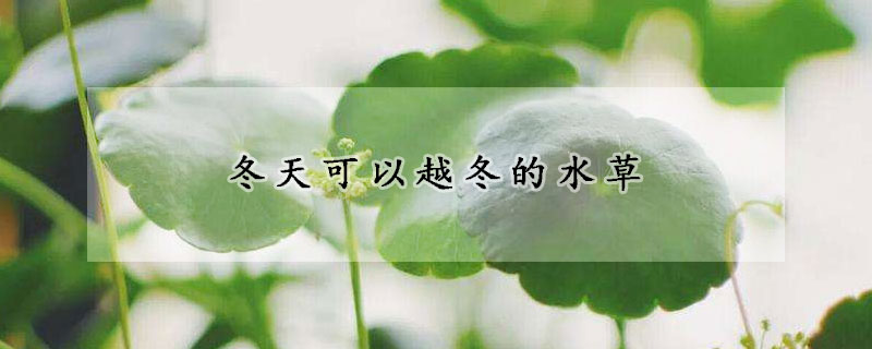 冬天可以越冬的水草