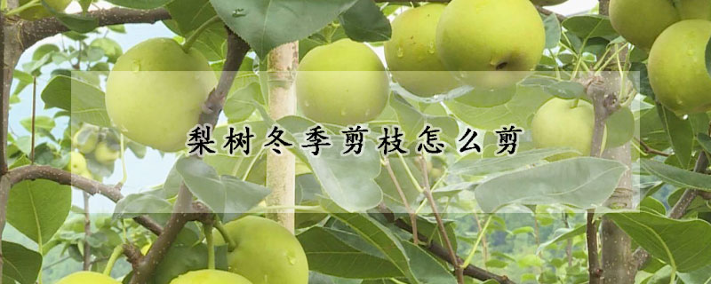 梨树冬季剪枝怎么剪