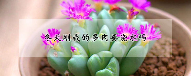 冬天刚栽的多肉要浇水吗