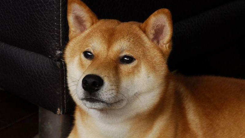 柴犬和秋田犬的区别