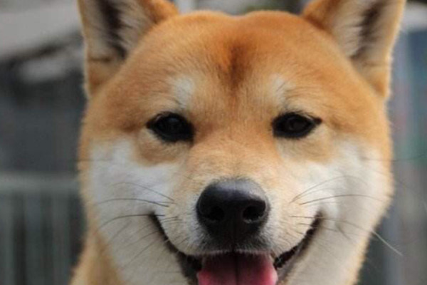 柴犬和秋田犬的区别