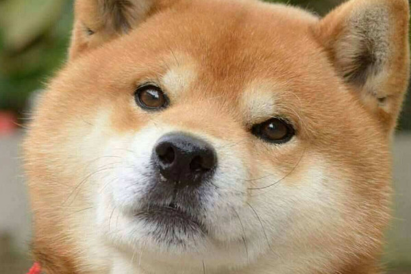柴犬和秋田犬的区别