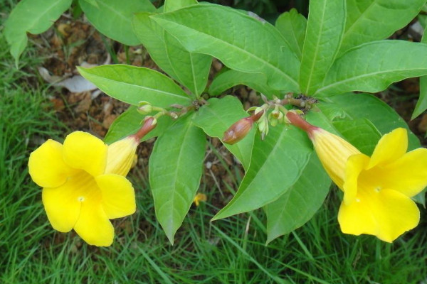 家里摆黄花不吉利 家里放黄色的花好吗