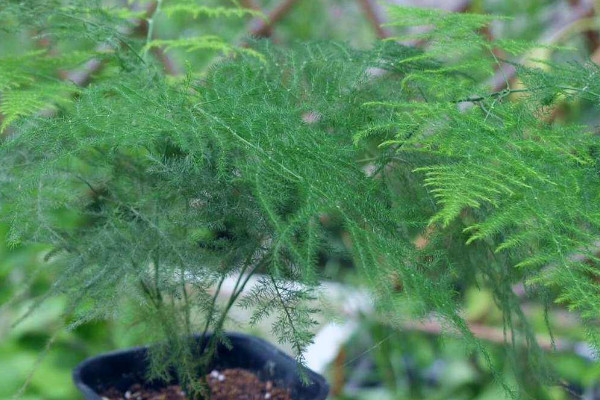 室内种什么植物最好 室内适合种什么植物