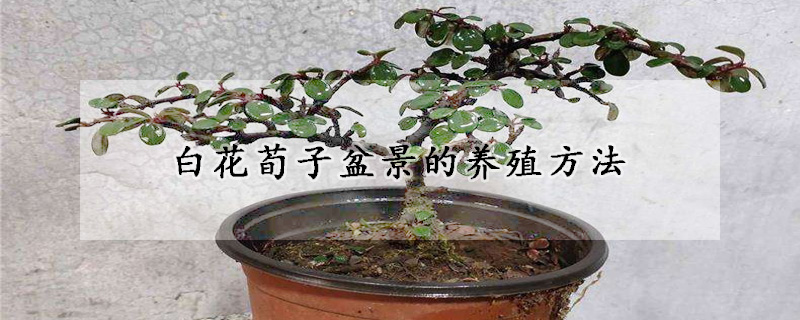 白花荀子盆景的养殖方法