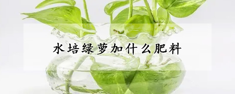 水培绿萝加什么肥料