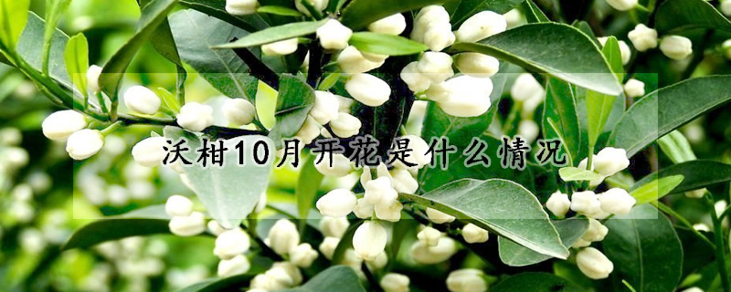 沃柑10月开花是什么情况