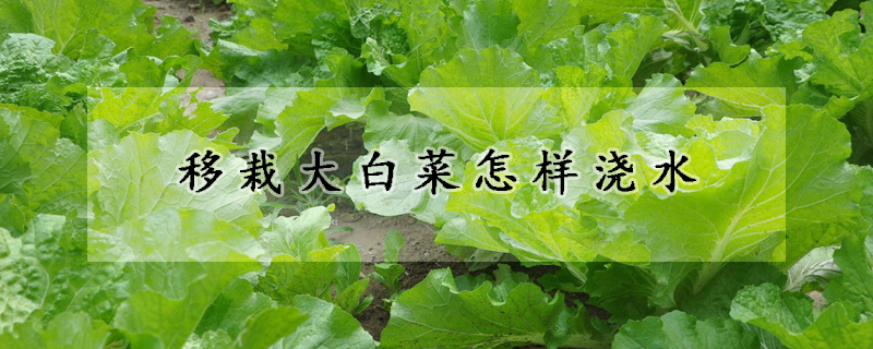 移栽大白菜怎样浇水