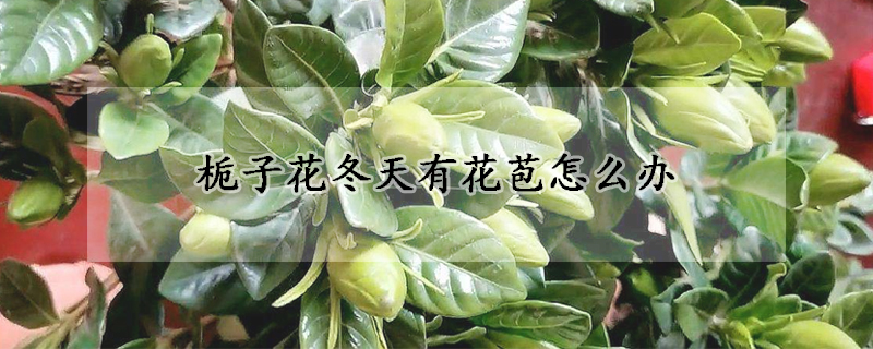 栀子花冬天有花苞怎么办