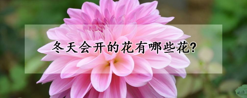 冬天会开的花有哪些花?