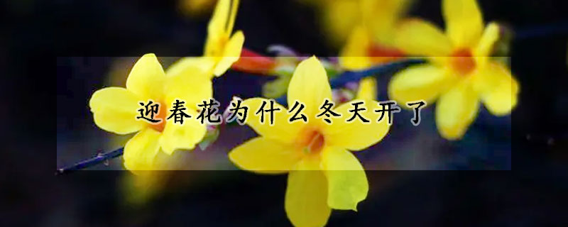 迎春花为什么冬天开了