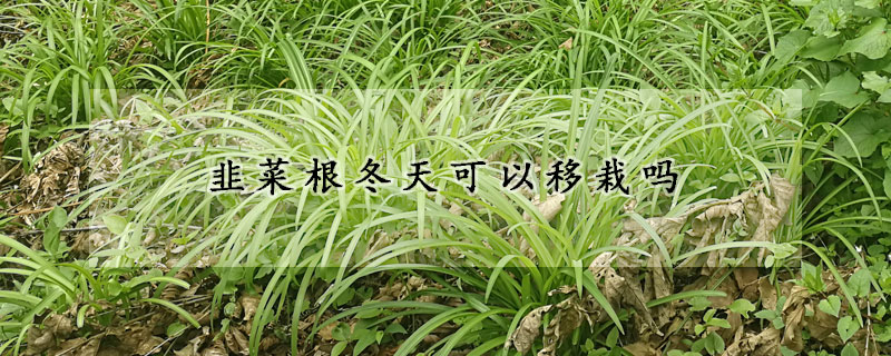 韭菜根冬天可以移栽吗