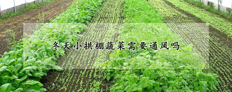 冬天小拱棚蔬菜需要通风吗