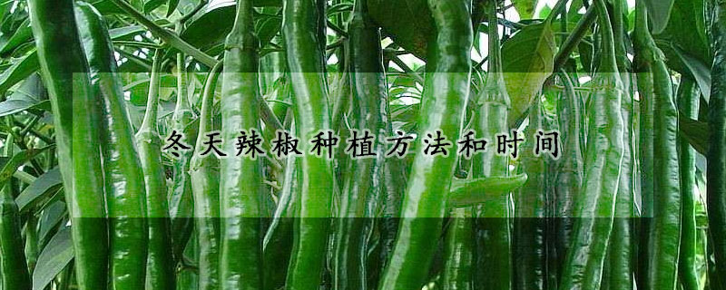 冬天辣椒种植方法和时间